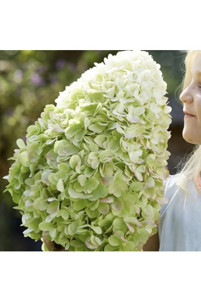 Гортензія волотиста ’Геркулес’ в садовому центрі